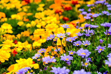 Fototapeta premium Color explosion