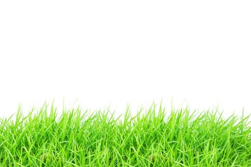 Fototapeta na wymiar Green grass on white background