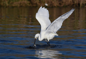 Little egret catching a fish