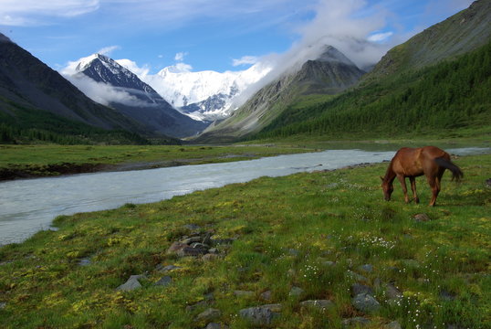 Altay