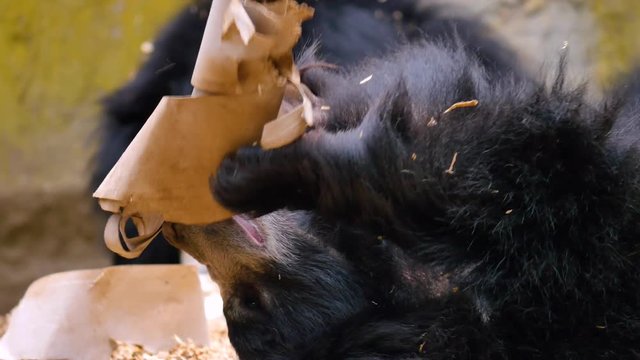 The sloth bear, also known as the labiated bear close up. Nature video. 4K, 3840*2160, high bit rate, UHD