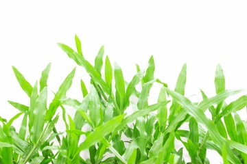 Green grass on white background