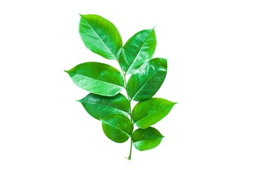 Green leaves isolated on white background