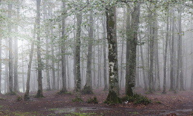 tree in fog in matese park