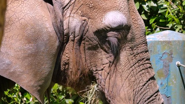 Close up view of the elephant while feeding. Nature video. 4K, 3840*2160, high bit rate, UHD