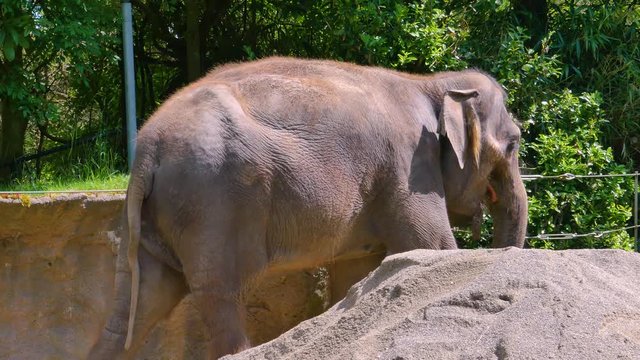 Beautiful young elephant walks on grass in aviary at zoo. Nature video. 4K, 3840*2160, high bit rate, UHD