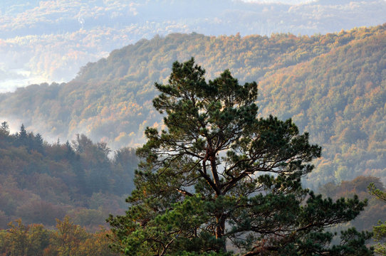 Fototapeta Autumn scenery near Dovbush in Ukrainian Carpathian mountains