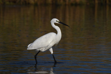 Little egret