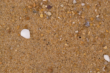 Rough sand and shell on beach