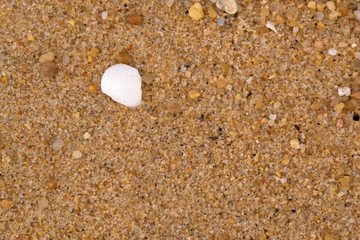 Shell on rough sand in Queensland