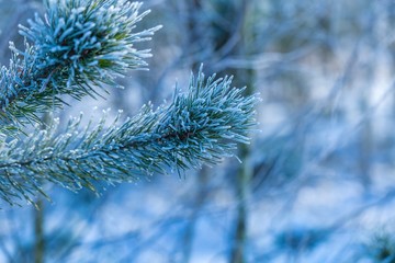 Pine tree branches in winter