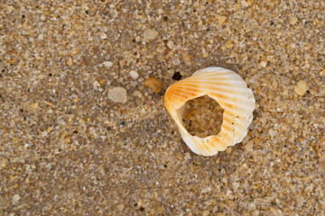 Broken shell on rough sand