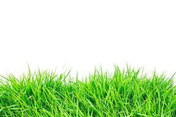Obraz premium Green grass on white background