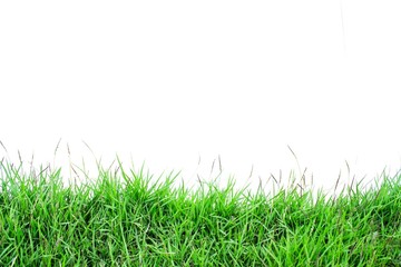 Green grass on white background