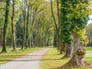 Fototapeta na wymiar Green trees in Herrenchiemsee palace park
