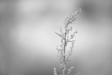 The plant branch on blurred background