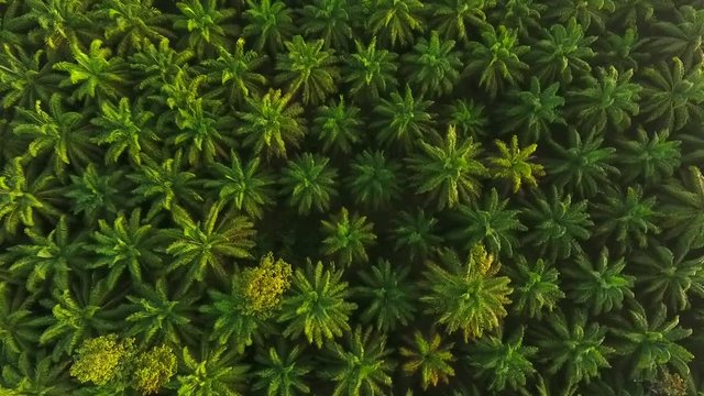 Aerial View: Sunrise at Palm Oil Tree Plantation from above. HD birds eye view. Krabi, Thailand.