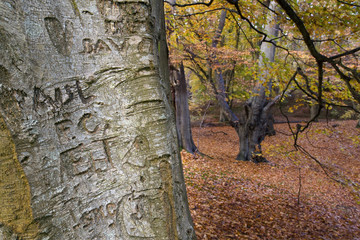 Beech Graffiti Felbrigg Hall & Estate Norfolk UK Autumn Colour