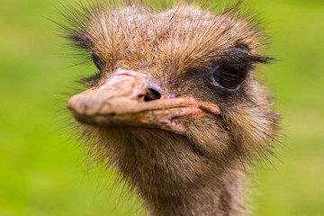 Ostrich Portrait