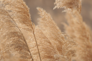 Wheat in the wind