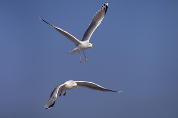 Black headed Gulls Larus ridibundus and Herring Gulls feeding on sea