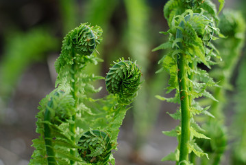 Hoilday of life, newborn  green fern in spring morning
