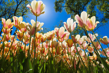 Yellow tulips in a tulip garden in Istanbul. Photo is taken from bottom of the plants. Sun is...