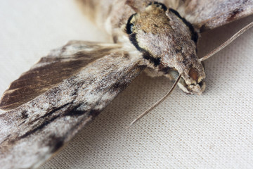 Butterfly moth Sphinx pinastri the prepared.