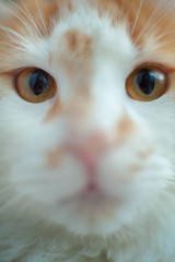 cat stares in to the camera close up