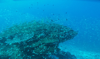 view of underwater in Anilao, Philippiines