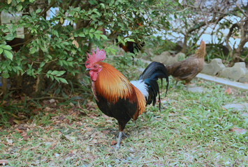 the rooster is finding food on a ground