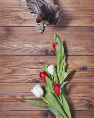 tabby cat with tulip flowers