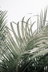 Pale tropical palm branches near beige wall. Minimalistic floral background.