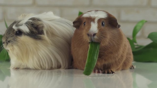 One guinea pig eating cucumber and second thought stock footage video