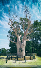 Fototapeta na wymiar Bamboo Tree Perth Australia