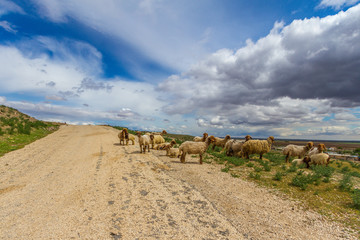 Photo taken in Sanliurfa, Turkey near Harran in rural area. Photo consists of three parts. Very nice blue cloudy sky, dirt road and sheeps neard the road.