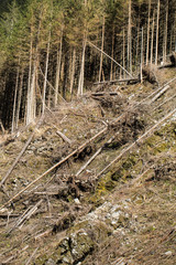  Forest being cut down turning into a dry lifeless field