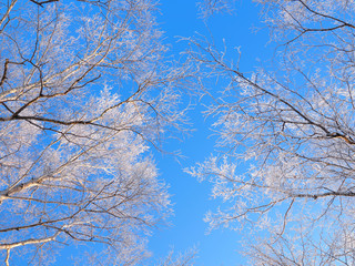 樹氷と青空