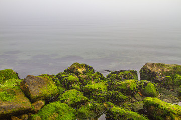 Moss covered rocks near seaside