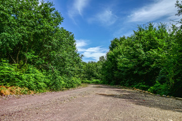 Photo of a dirt road in a forest. Beatifull green trees and blue sky make this picture apealing.