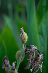 Dried flower leafs but stigma is living. Dried parts visible bottom of the photo and nice green backgound.