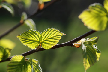 fresh spring leaves on a tree