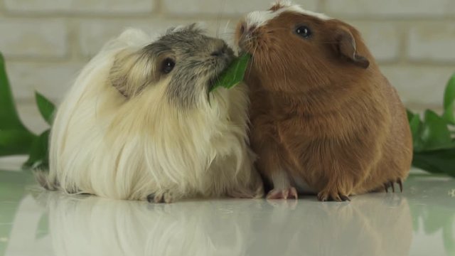 One guinea pig robs another cucumber struggle for survival slow motion stock footage video