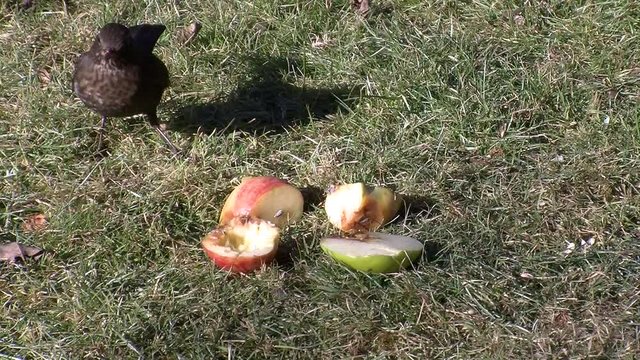 Vorsichtig und z&ouml;gerlich holt eine Amsel einige Bissen von einem Apfelst&uuml;ck
