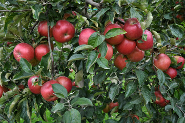 At branch fruit tree ripen apples