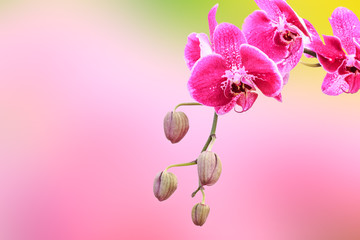 Naklejka na ściany i meble Close up of beautiful plant orchid flower