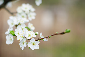 Hoilday of life, cherry blossoms over blurred nature background