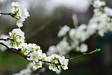 Hoilday of life, cherry blossoms over blurred nature background