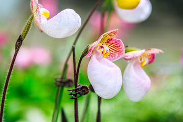 Paphiopedilum orchid bloom in the park