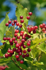 At the branch bush ripe red berries viburnum bunches